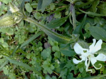Silene latifolia sui Colli Albani